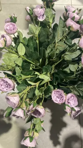 [ورد 2927] ورد 2927